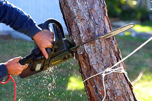 How Our Tree Care Process Works  in  Eagle River, WI