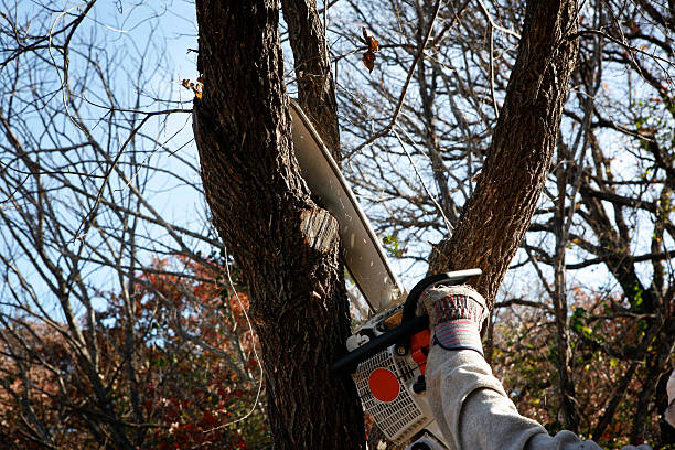 Best Tree Disease Treatment  in Eagle River, WI