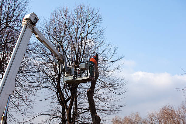 Trusted Eagle River, WI Tree Removal Services Experts